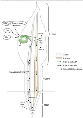 ABA-Mediated Stomatal Response in Regulating Water Use during the Development of Terminal Drought in Wheat